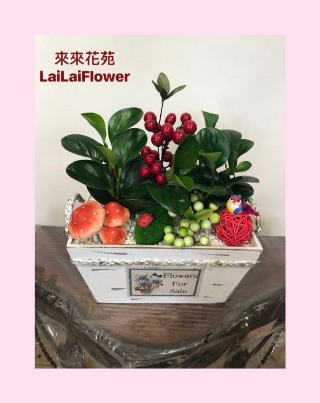 精緻盆栽組合