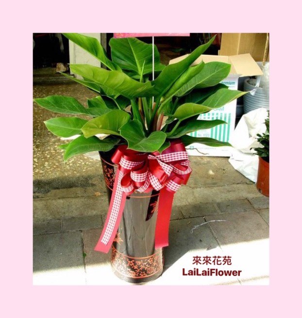 地上型帝王