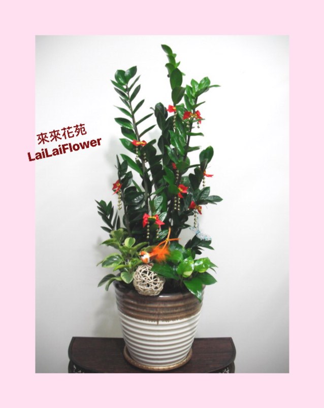 桌上型 金錢樹組合