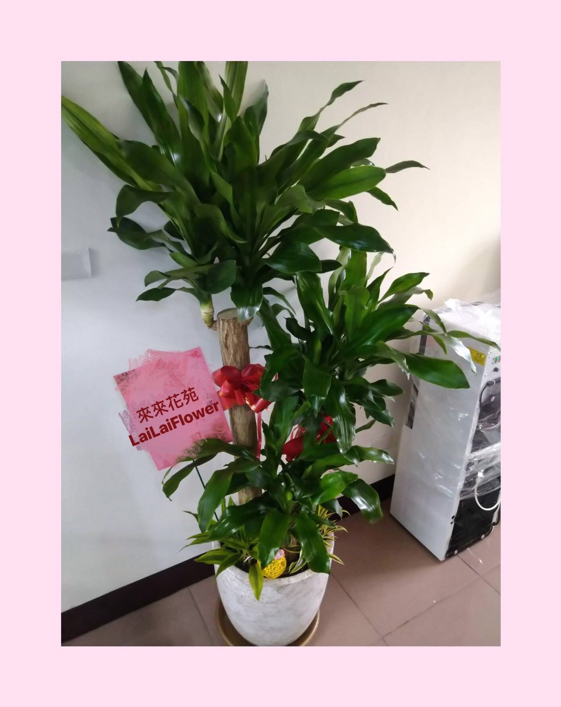 落地巴西氣派款