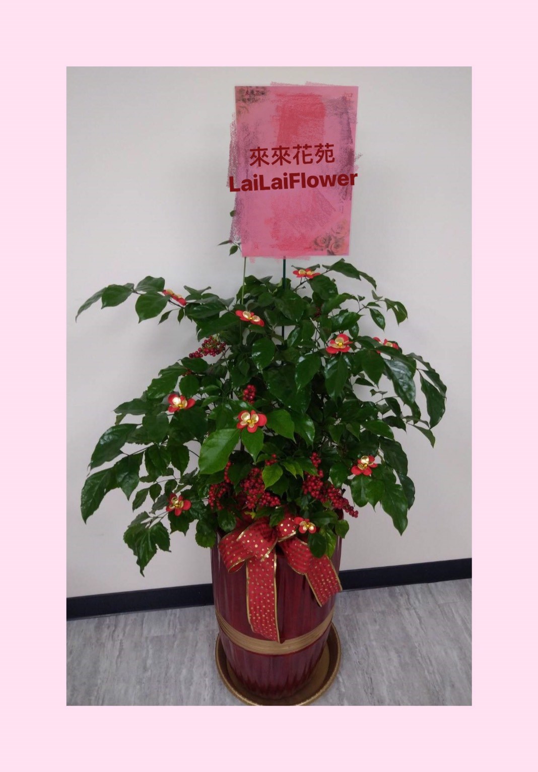 旺財(進財)樹