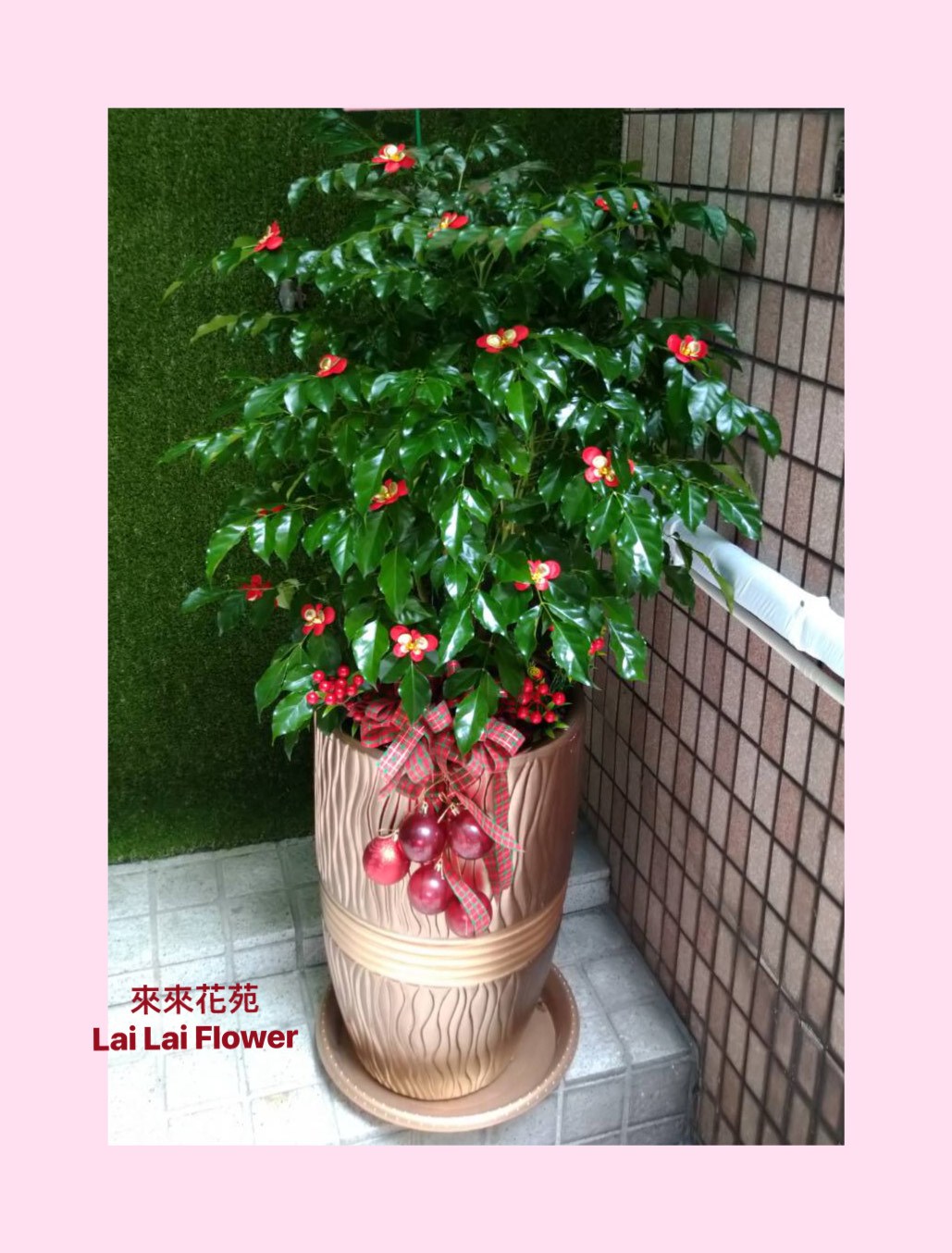 落地型旺財樹