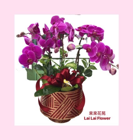 紫色蝴蝶蘭5株桌上型