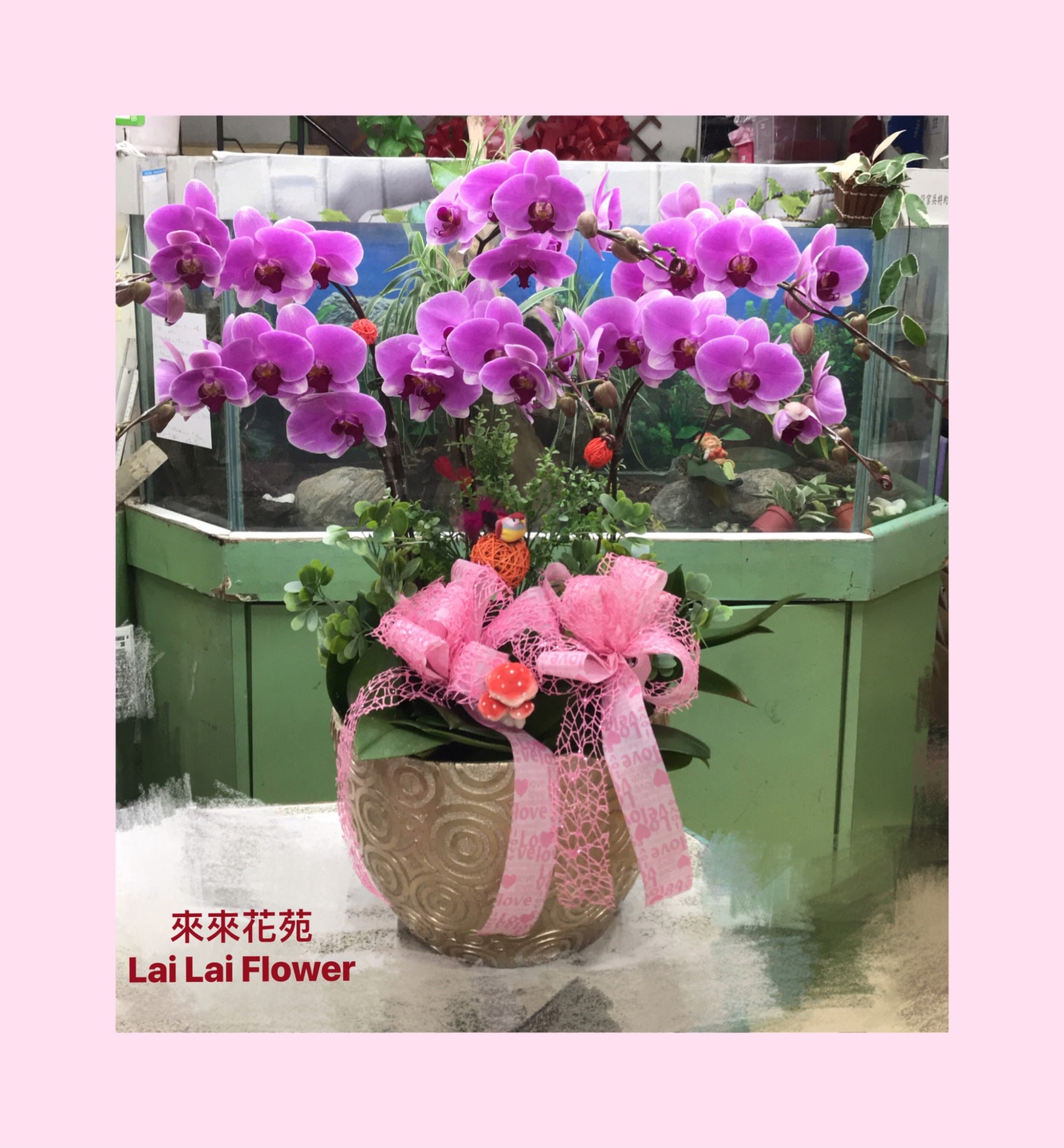 紫色蝴蝶蘭6株桌上型