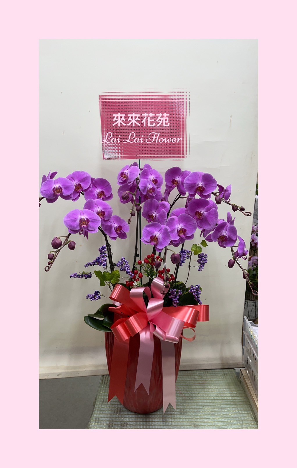 紫色蝴蝶蘭6株