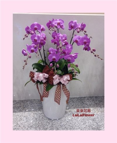 紫色蝴蝶蘭9株