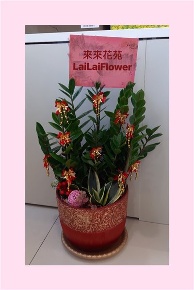 桌上型金錢樹組合