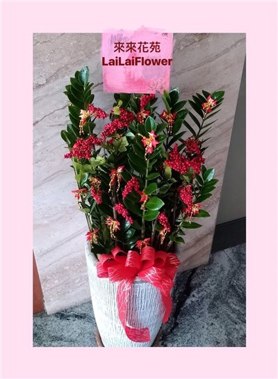落地型金錢樹