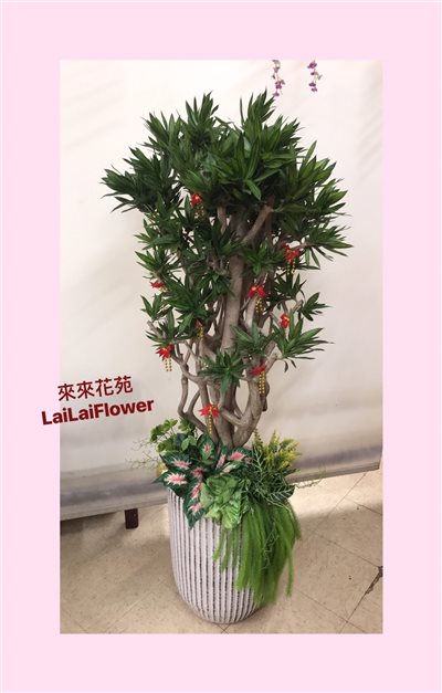 氣派款細葉百合竹