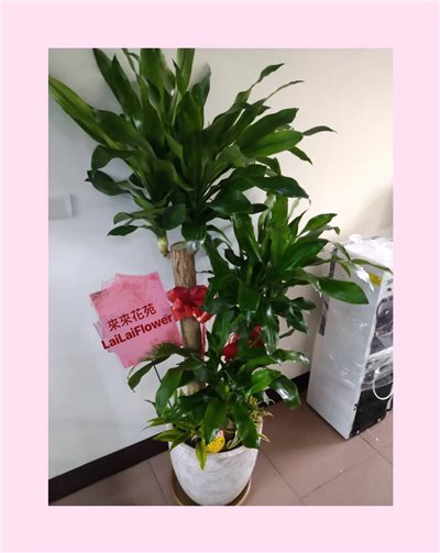落地巴西氣派款