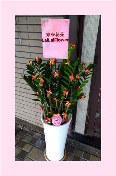 落地金錢樹
