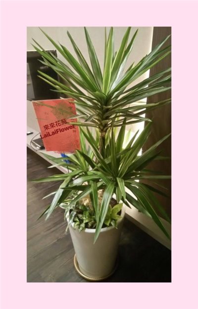 尤加利盆栽
