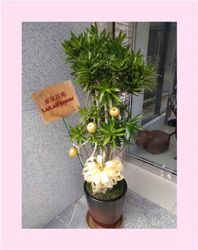 氣派款細葉百合竹