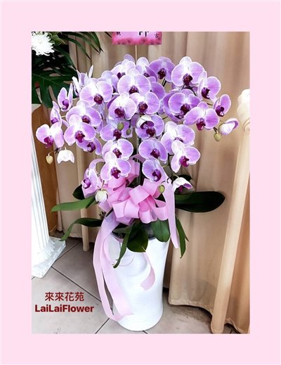 蝴蝶蘭5株