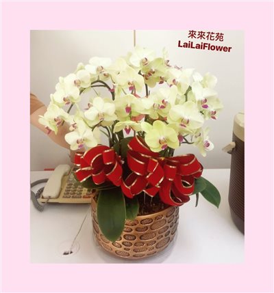 黃色蝴蝶蘭5株