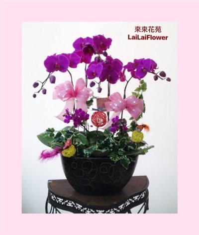 蝴蝶蘭5株組合
