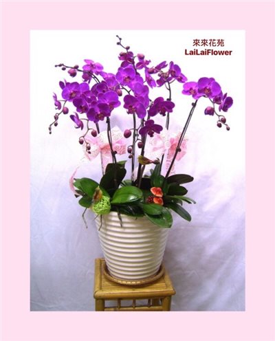 蝴蝶蘭8株