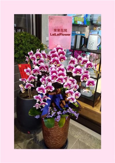 蝴蝶蘭8株組合