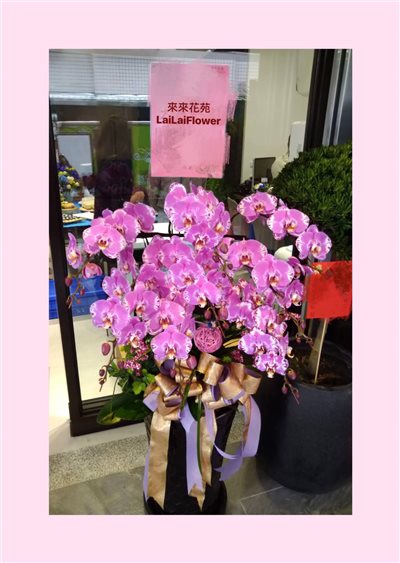 蝴蝶蘭8株組合