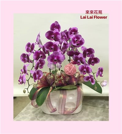 蝴蝶蘭3株