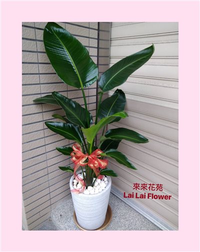 天堂鳥葉