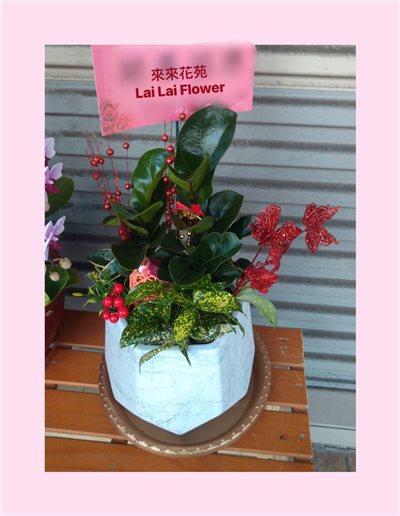 桌上型琴葉榕組合