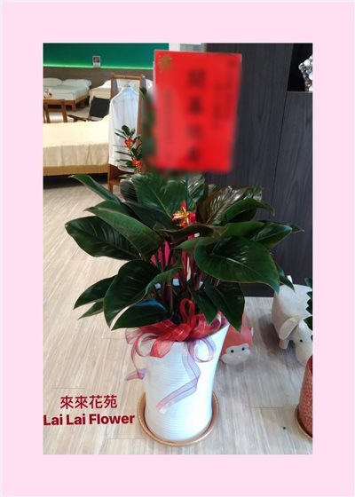 落地型紅鑽