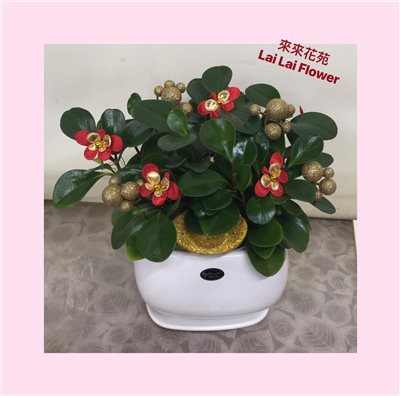 圓葉椒草