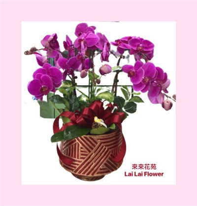 紫色蝴蝶蘭5株桌上型