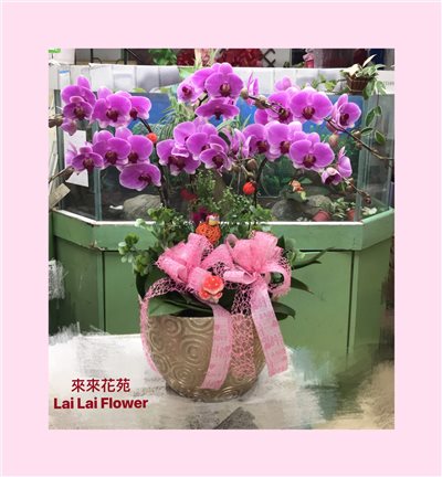 紫色蝴蝶蘭6株桌上型