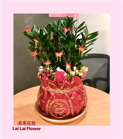 桌上型金錢樹組合