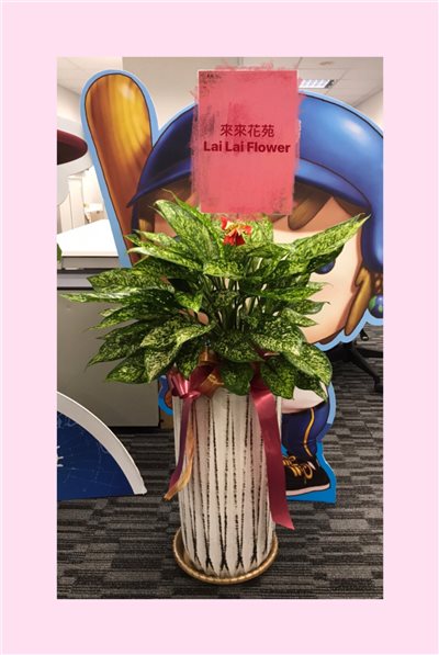落地型愛玉盆栽