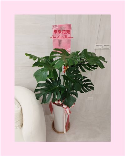 龜背葉